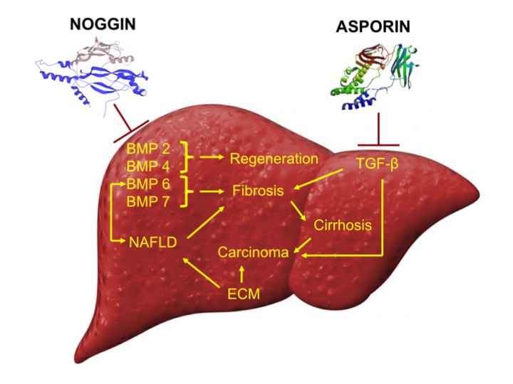 Diagnostik der nichtalkoholischen Fettleber(NAFLD)